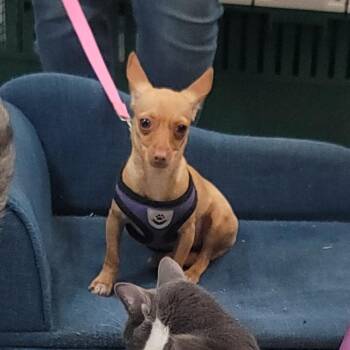 Chihuahua Dogs Available for Adoption in Vaughan, Ontario - Nugget | PetCurious