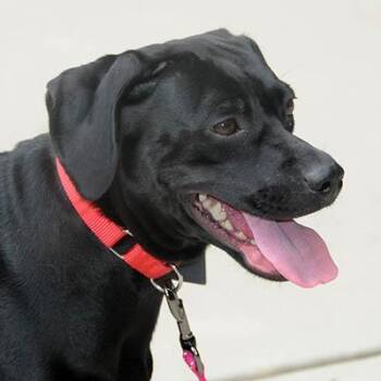 Frankie -  Black Labrador Retriever Dog for Adoption in Lake Wylie, South Carolina - Frankie | PetCurious