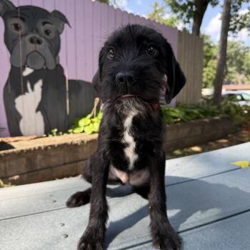 Boysenberry -  French Bulldog and Mixed Breed Dog for Adoption in Madison, Wisconsin - Boysenberry | PetCurious