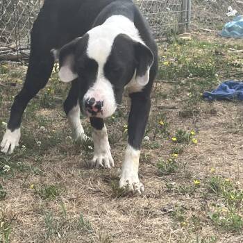 Cain -  Pit Bull Terrier and Hound Dog for Adoption in Parrish, Alabama - Cain | PetCurious