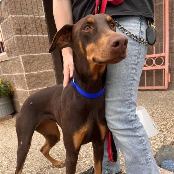 Coraline -  Doberman Pinscher Dog for Adoption in Grass Valley, California - Coraline | PetCurious