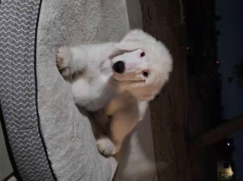 Rescue Standard Poodle and Old English Sheepdog Dogs for Adoption in Phelan, California - Powder | PetCurious