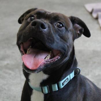 Mixed Breed Dogs Available for Adoption in Brooksville, Kentucky - Bullet | PetCurious