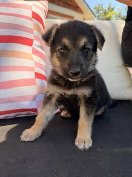 Pfeiffer -  German Shepherd Dog Dog for Adoption in Pleasant Hill, California - Pfeiffer | PetCurious