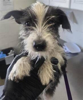 TOTO -  Terrier and Mixed Breed Dog for Adoption in San Bernardino, California - TOTO | PetCurious
