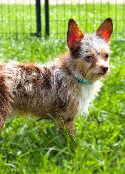 COSMO -  Chihuahua Dog for Adoption in Belmont, New York - COSMO | PetCurious