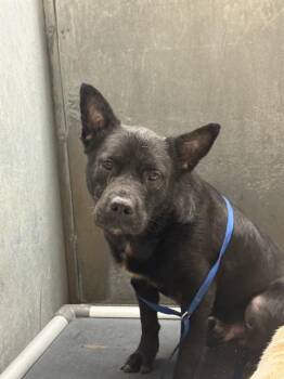 BROOKS -  Shar Pei and Mixed Breed Dog for Adoption in Conroe, Texas - BROOKS | PetCurious