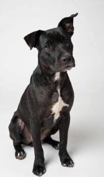 JETT -  Black Labrador Retriever Dog for Adoption in Houston, Texas - JETT | PetCurious