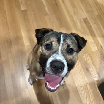 Odell -  Mountain Cur Dog for Adoption in Denver, Colorado - Odell | PetCurious