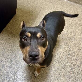 Rescue Mixed Breed Dogs for Adoption in Merriam, Kansas - Puma | PetCurious