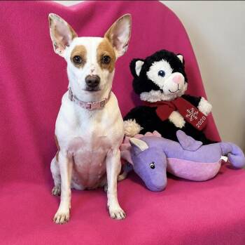 Patrice -  Chihuahua Dog for Adoption in Cedartown, Georgia - Patrice | PetCurious