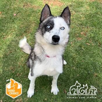 Siberian Husky Dogs Available for Adoption in Irvine, California - ELPHABA | PetCurious