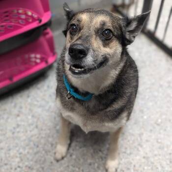 Mixed Breed Dogs Available for Adoption in West Olive, Michigan - Harper | PetCurious