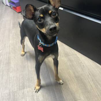 Loo -  Miniature Pinscher and Mixed Breed Dog for Adoption in Detroit, Michigan - Loo | PetCurious