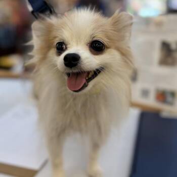 Chiquis (*) -  Pomeranian Dog for Adoption in Sacramento, California - Chiquis (*) | PetCurious