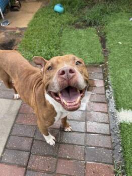 NEYMAR -  Staffordshire Bull Terrier Dog for Adoption in Sugar Land, Texas - NEYMAR | PetCurious