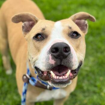 Baron -  Staffordshire Bull Terrier Dog for Adoption in Goleta, California - Baron | PetCurious