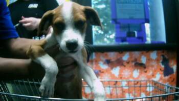 Rescue Parson Russell Terrier and Mixed Breed Dogs for Adoption in Tulsa, Oklahoma - ZIMBABWE | PetCurious