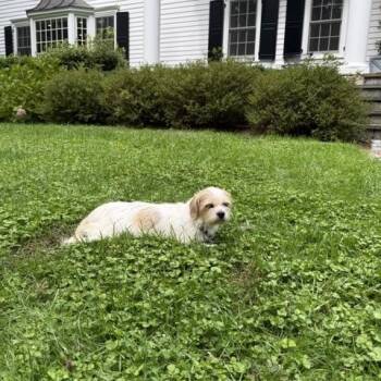 Hayden -  Cairn Terrier and Dachshund Dog for Adoption - Hayden | PetCurious