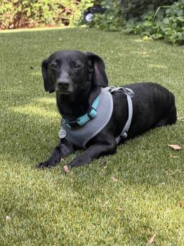 Oddy -  Dachshund and Mixed Breed Dog for Adoption in Cookeville, Tennessee - Oddy | PetCurious