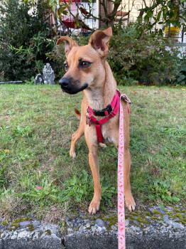 Rescue Mixed Breed Dogs for Adoption in Seattle, Washington - Miley | PetCurious