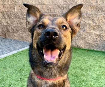 SAVE ME PLEASE Rhonda - IDA554082 -  Shepherd Dog for Adoption in San Marcos, California - SAVE ME PLEASE Rhonda - IDA554082 | PetCurious