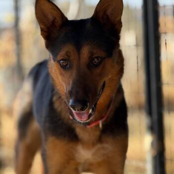 Rescue Shepherd Dogs for Adoption in Bakersfield, California - WAYLYNN | PetCurious