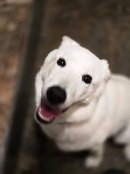 Rescue Siberian Husky and Labrador Retriever Dogs for Adoption in San Rafael, California - Bonnie | PetCurious