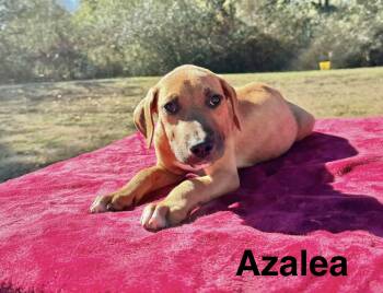 Azalea -  Boxer Dog for Adoption in Manchester, Connecticut - Azalea | PetCurious