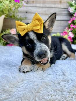 Australian Cattle Dog Blue Heeler Dogs Available for Adoption in Kiowa, Oklahoma - Honeybee | PetCurious