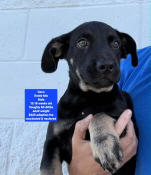 Keno -  Rottweiler Dog for Adoption in Oviedo, Florida - Keno | PetCurious