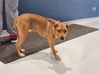A388206 -  Black Mouth Cur and Mixed Breed Dog for Adoption in Ocala, Florida - A388206 | PetCurious