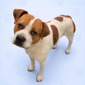 Mixed Breed Dogs Available for Adoption in Memphis, Tennessee - Sokka | PetCurious