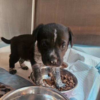 Jovie - In Foster! -  Cattle Dog and Mixed Breed Dog for Adoption in Flagstaff, Arizona - Jovie - In Foster! | PetCurious