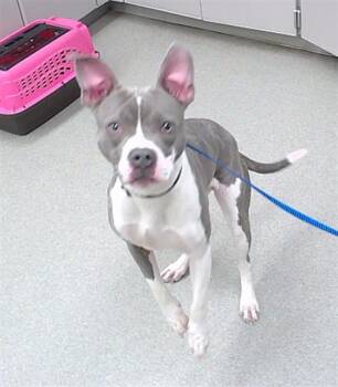 Feist and Mixed Breed Dogs Available for Adoption in Omaha, Nebraska - BLANCA | PetCurious