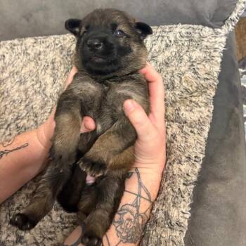 Sydney -  Shepherd Dog for Adoption in Yucaipa, California - Sydney | PetCurious
