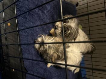 Cardigan Welsh Corgi and Shih Tzu Dogs Available for Adoption - Thyme | PetCurious