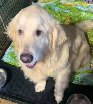Golden Retriever Dogs Available for Adoption in West Milwaukee, Wisconsin - Ella  $600 | PetCurious