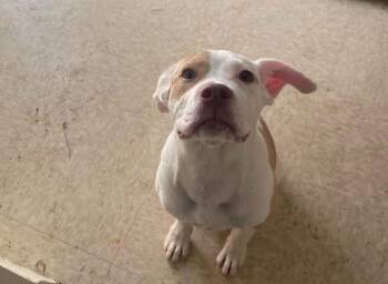 Akari -  Pit Bull Terrier Dog for Adoption in Bloomington, Indiana - Akari | PetCurious