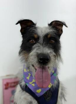 Pintobean-One of our Amazing Rescue Dogs -  Schnauzer and Australian Cattle Dog Blue Heeler Dog for Adoption in Carlsbad, California - Pintobean-One Of Our Amazing Rescue Dogs | PetCurious