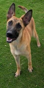 FIZZ -  Belgian Shepherd Malinois Dog for Adoption in Texas City, Texas - FIZZ | PetCurious