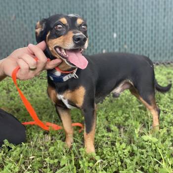 Terrier and Mixed Breed Dogs Available for Adoption in Wimberley, Texas - Saltillo | PetCurious