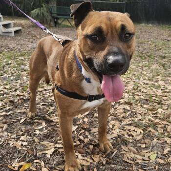 Orange Juice -  Mixed Breed Dog for Adoption in Gainesville, Florida - Orange Juice | PetCurious