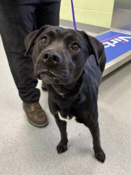 Retriever and Mixed Breed Dogs Available for Adoption - Fergie | PetCurious