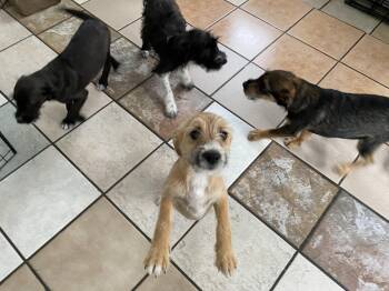 Rescue Terrier Dogs for Adoption in Canutillo, Texas - Poppy, Pria, Prescott And Parker #1 | PetCurious