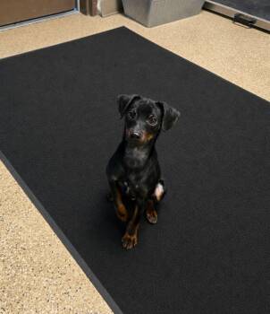 Hercules -  Miniature Pinscher Dog for Adoption in Gardnerville, Nevada - Hercules | PetCurious
