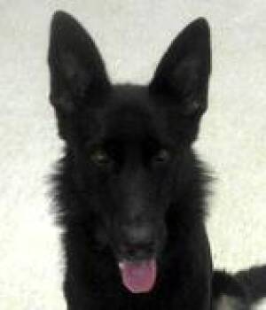 Rescue German Shepherd Dog Dogs for Adoption in Paris, Kentucky - Shay | PetCurious