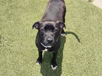 BAILEY -  Terrier Dog for Adoption in Brentwood, Missouri - BAILEY | PetCurious
