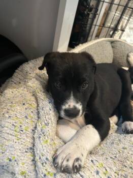 Border Collie Dogs Available for Adoption in Minneapolis, Minnesota - Farmer | PetCurious