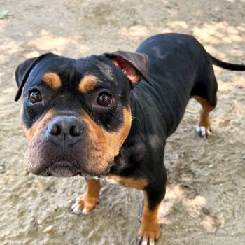 Brownie -  Bulldog Dog for Adoption in Brookhaven, New York - Brownie | PetCurious